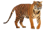 Результат пошуку зображень за запитом tiger png